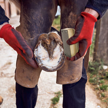 Load image into Gallery viewer, Farrier Rasp w/ Wooden Handle, Mini Hoof Rasp for Horse, Pigs, Goats