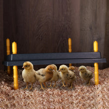 Load image into Gallery viewer, Chick Heating Plate - 10in Brooder Heat Plate with Adjustable Height