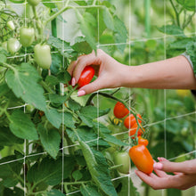 Load image into Gallery viewer, Mesh Climbing Plant Trellis Net Scrog Garden Netting, 5x350ft Roll