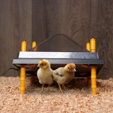 Load image into Gallery viewer, Chick Heating Plate - 12 Inch Adjustable Brooder Heat Plate with Cover
