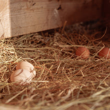 Load image into Gallery viewer, Chicken Nest Box Liners 40pk - Chicken Coop Bedding, Poultry Supplies
